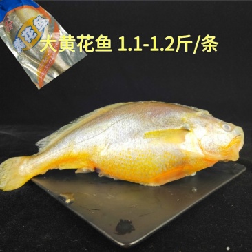 大黄花鱼