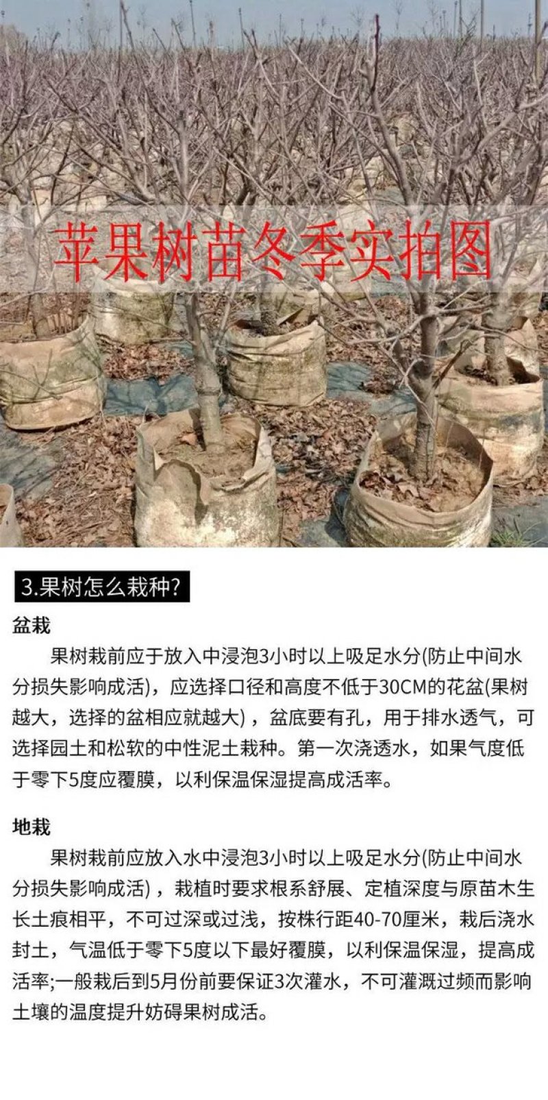 矮化苹果盆栽地栽南北方种植阳台室外当年结果