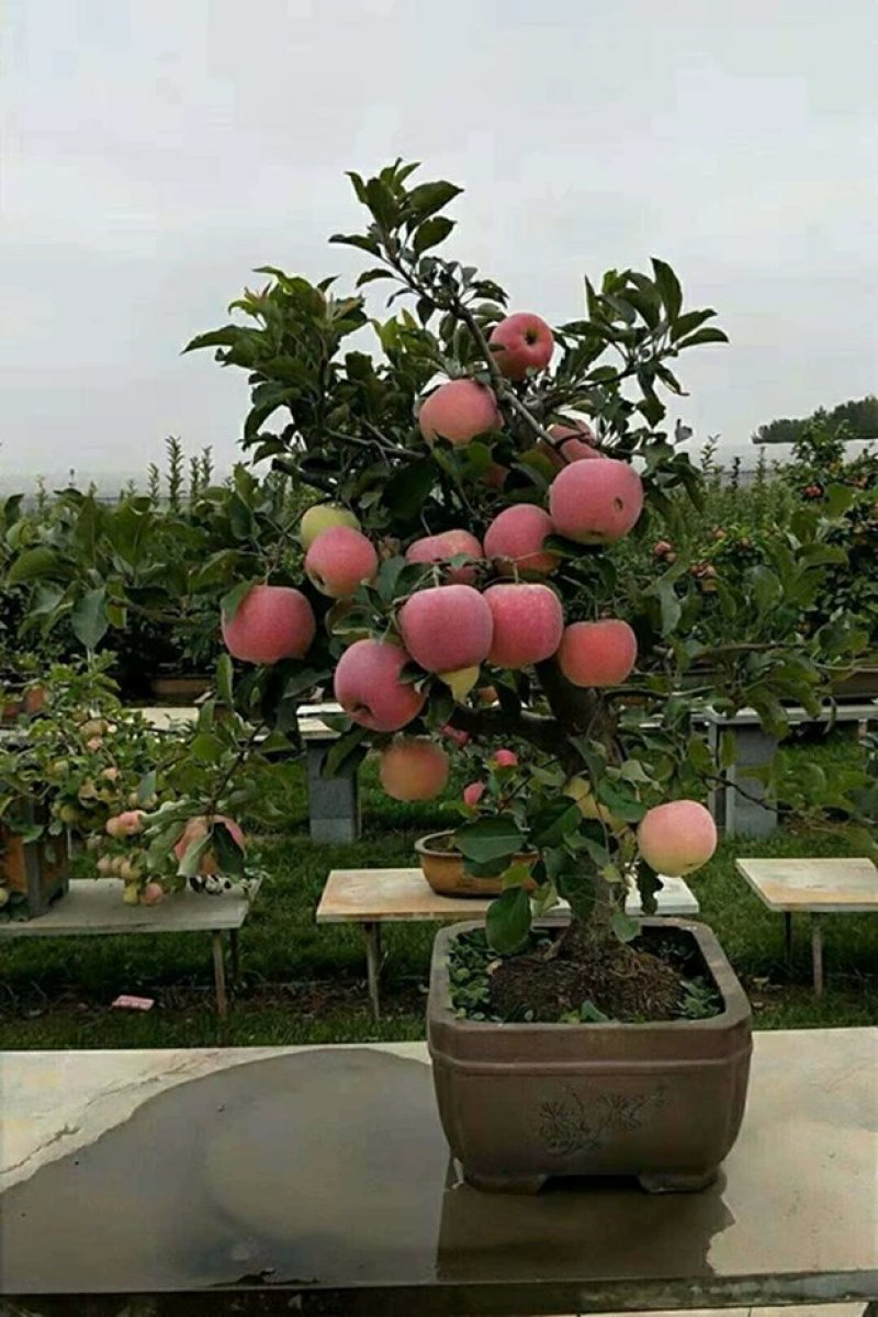 矮化苹果盆栽地栽南北方种植阳台室外当年结果