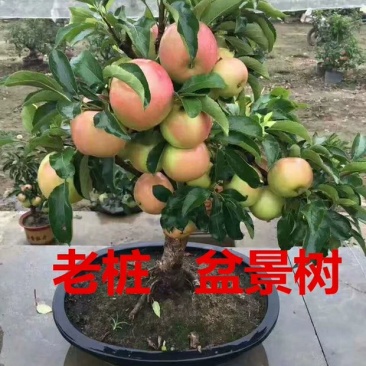 矮化苹果盆栽地栽南北方种植阳台室外当年结果