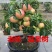 矮化苹果盆栽地栽南北方种植阳台室外当年结果