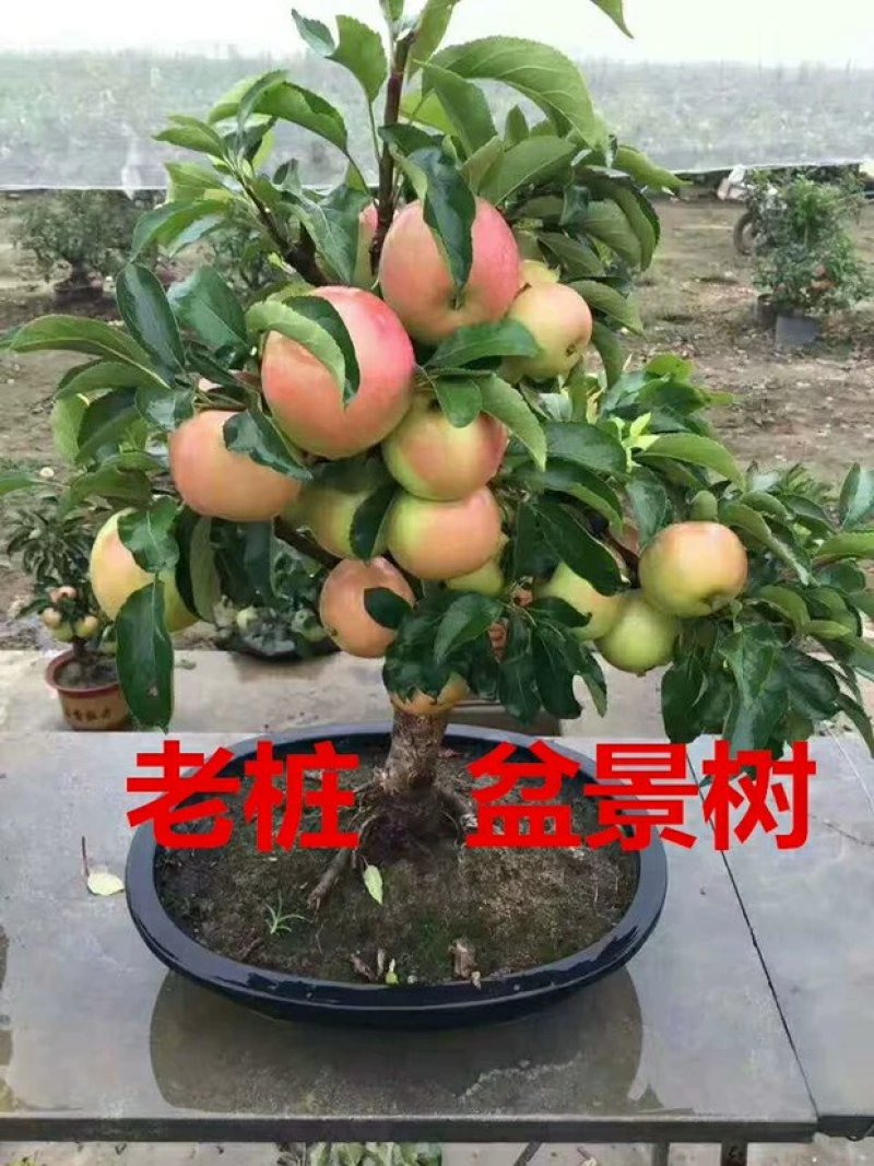 矮化苹果盆栽地栽南北方种植阳台室外当年结果