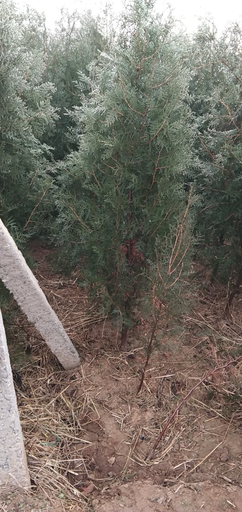 侧柏树