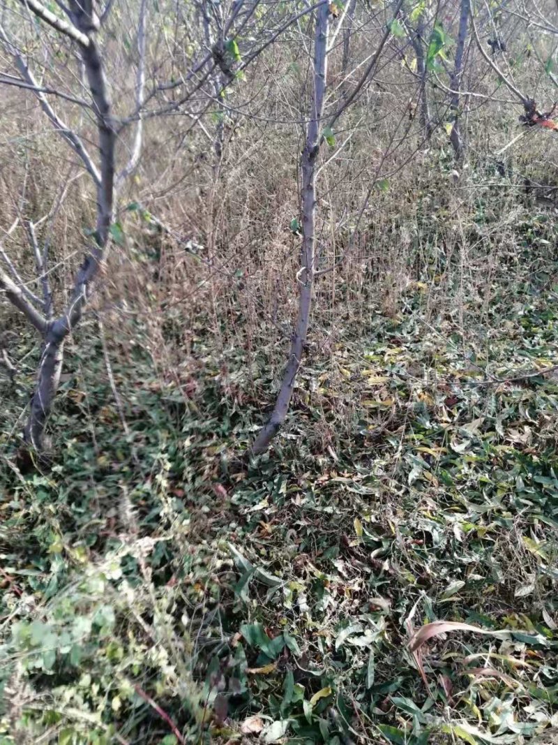大桃树456公分的量大规格齐全我是河北邯郸市常年做苗木
