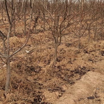 梨树占地用的456梨树量大规格齐全我是常年做苗木生意