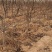 梨树占地用的456梨树量大规格齐全我是常年做苗木生意