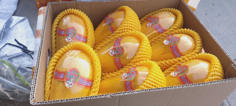 海南红心木瓜，牛奶木瓜，树上熟红土地栽培