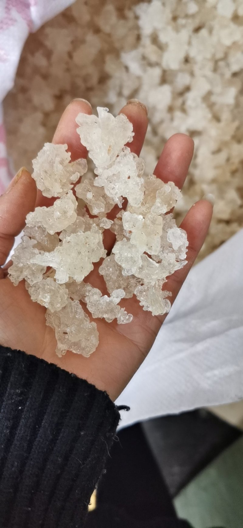 原产地批发雪燕，缅甸拉丝雪燕量大从优