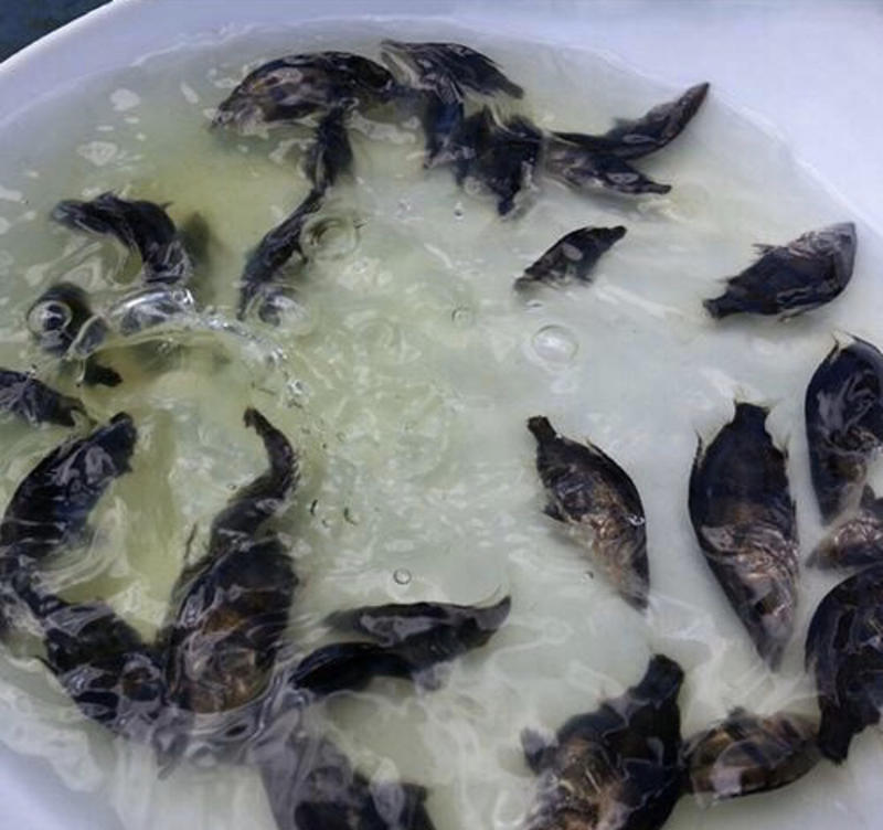 桂花鱼鳜鱼苗优质健康自养自销保质保量欢迎询价