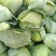 【精品】河南扁包菜河南包菜均2~3公斤质量保证
