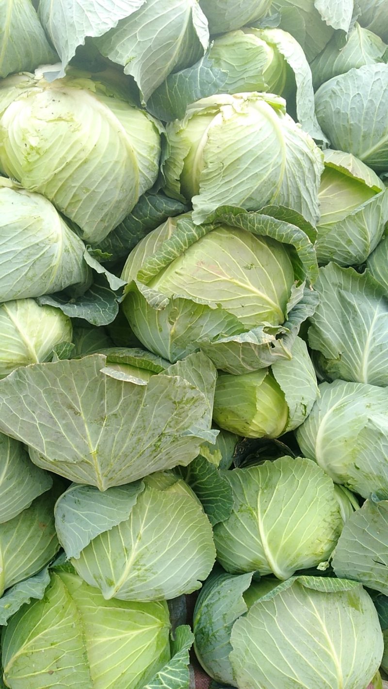 【精品】河南扁包菜河南包菜均2~3公斤质量保证