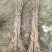 银杏、银杏小苗、支持基地看货挑苗，也支持视频看货，量大包邮