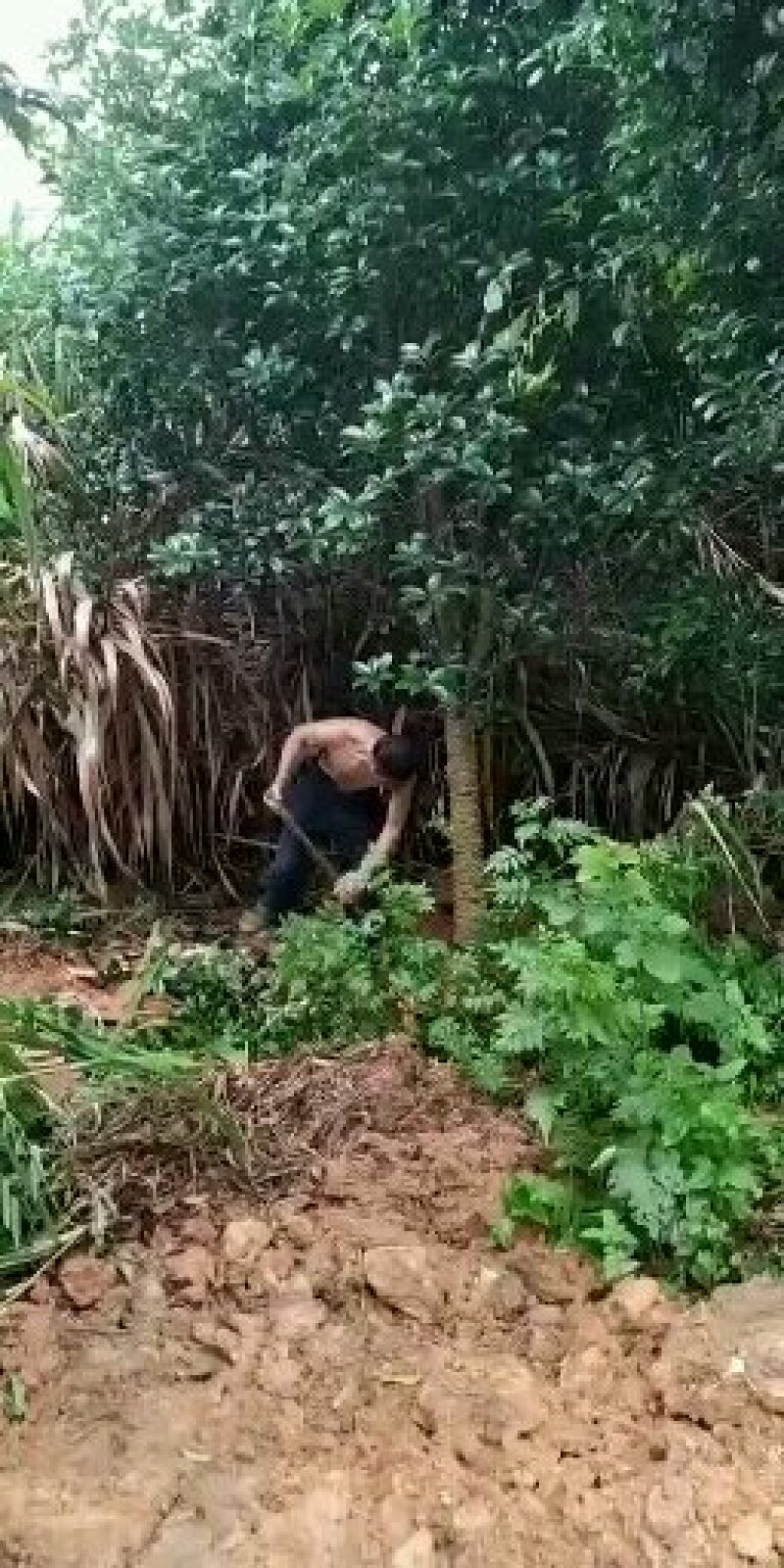 竹子2022年湛江香蕉竹竹竿毛竹楠竹一手渠道整车发全国