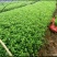 竹子2022年湛江香蕉竹竹竿毛竹楠竹一手渠道整车发全国