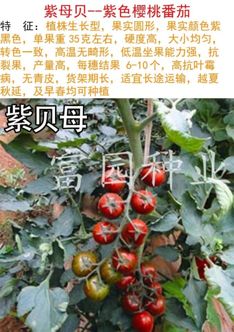 小番茄种子圣女果种子樱桃番茄小西红柿种子