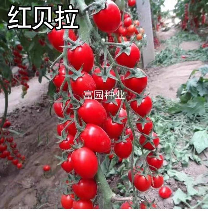 小番茄种子圣女果种子樱桃番茄小西红柿种子