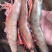 沙鲁虾
