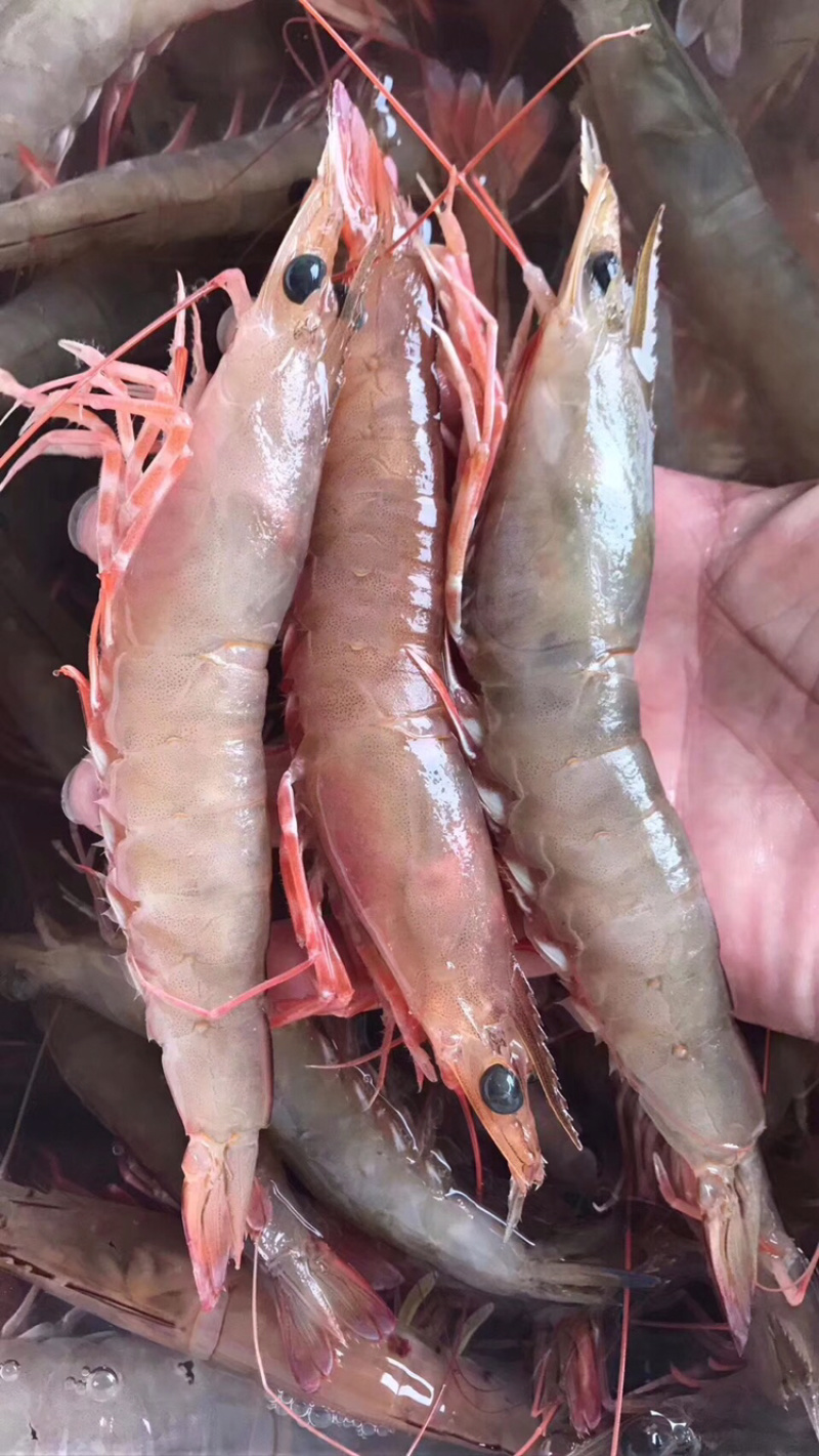 沙鲁虾