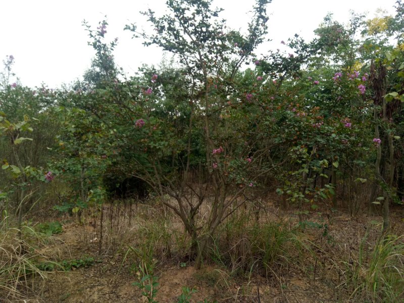 丛生紫薇河南省丛生紫薇基地价格潢川基地价格