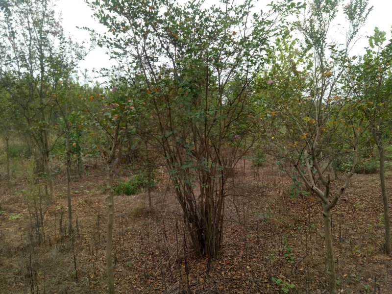 丛生紫薇河南省丛生紫薇基地价格潢川基地价格