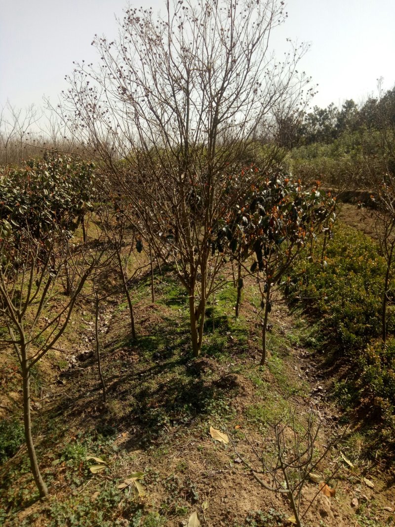 丛生紫薇河南省丛生紫薇基地价格潢川基地价格