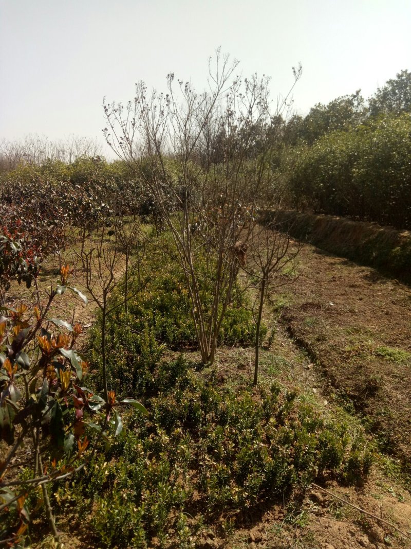 丛生紫薇河南省丛生紫薇基地价格潢川基地价格