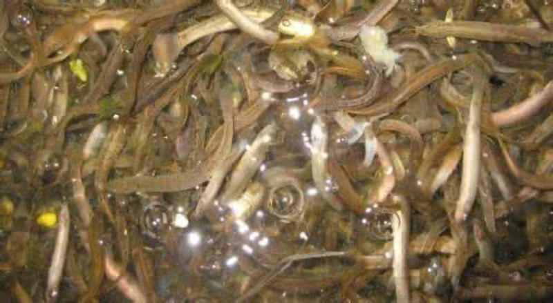 泥鳅苗台湾泥鳅批发优质健康保质保量欢迎询价