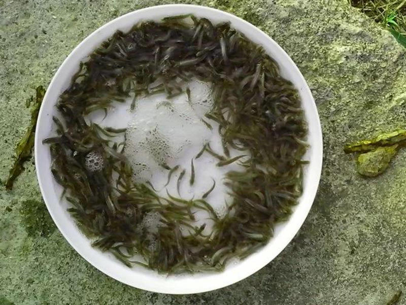 泥鳅苗台湾泥鳅批发优质健康保质保量欢迎询价
