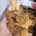 虎杖湖南无硫熏选货货源充足一公斤起发货