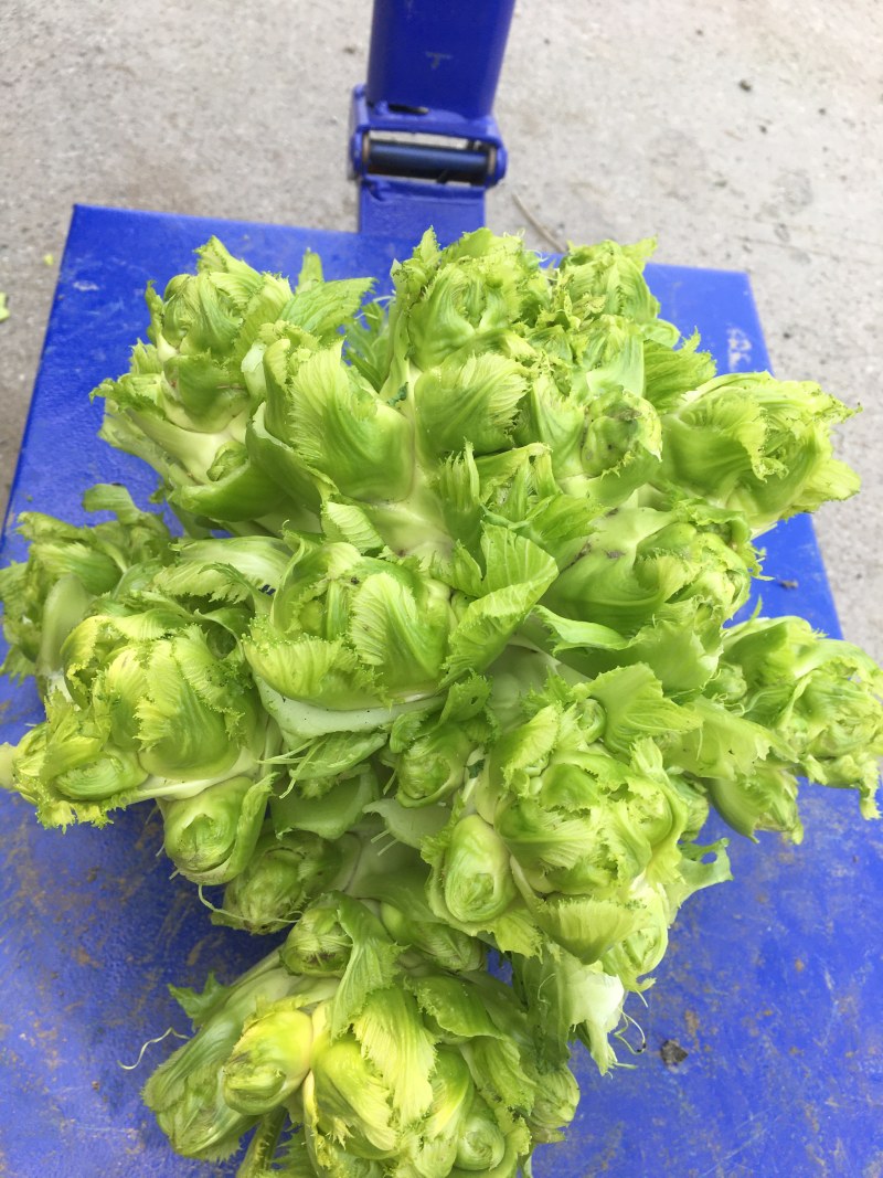 晚熟儿菜