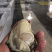 鲜活乳山生蚝1-2两5斤装