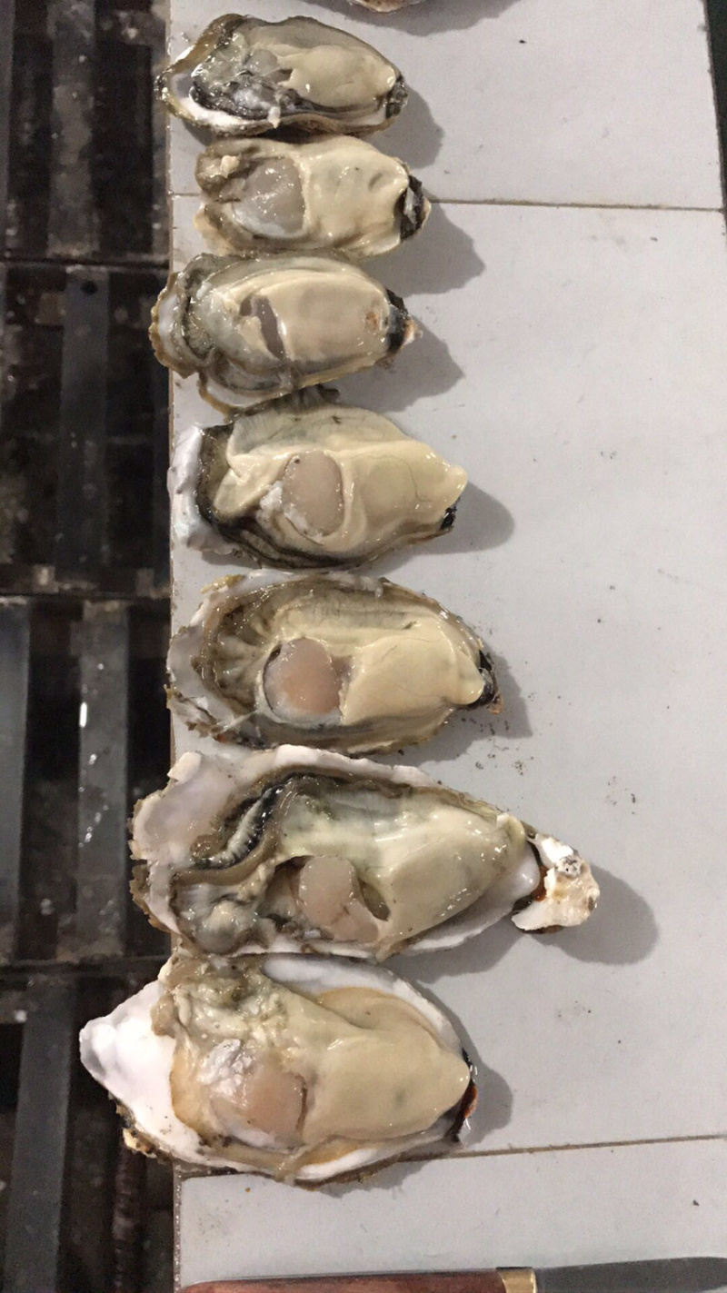 鲜活乳山生蚝1-2两5斤装