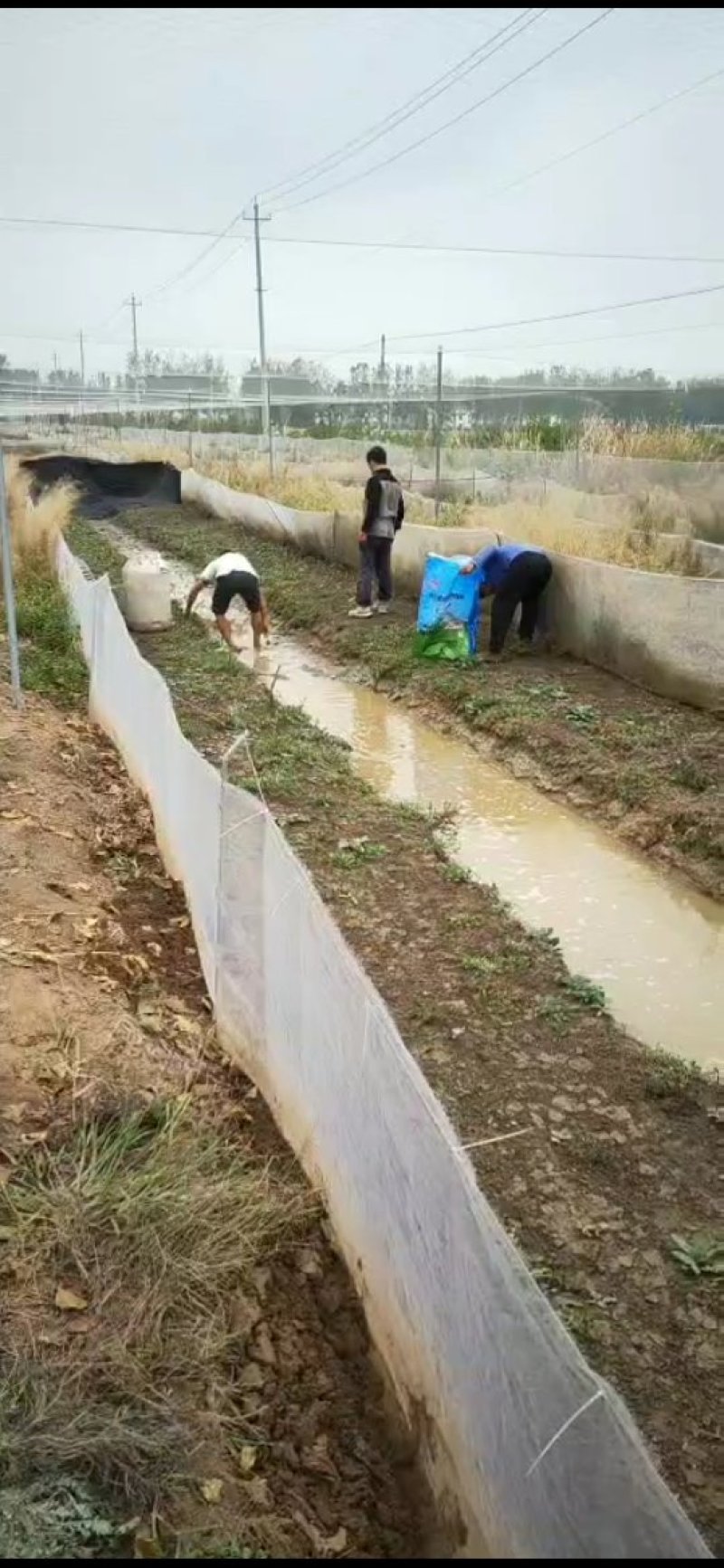 青蛙养殖技术人工养殖青蛙黑斑蛙幼苗蝌蚪苗青蛙幼苗批发