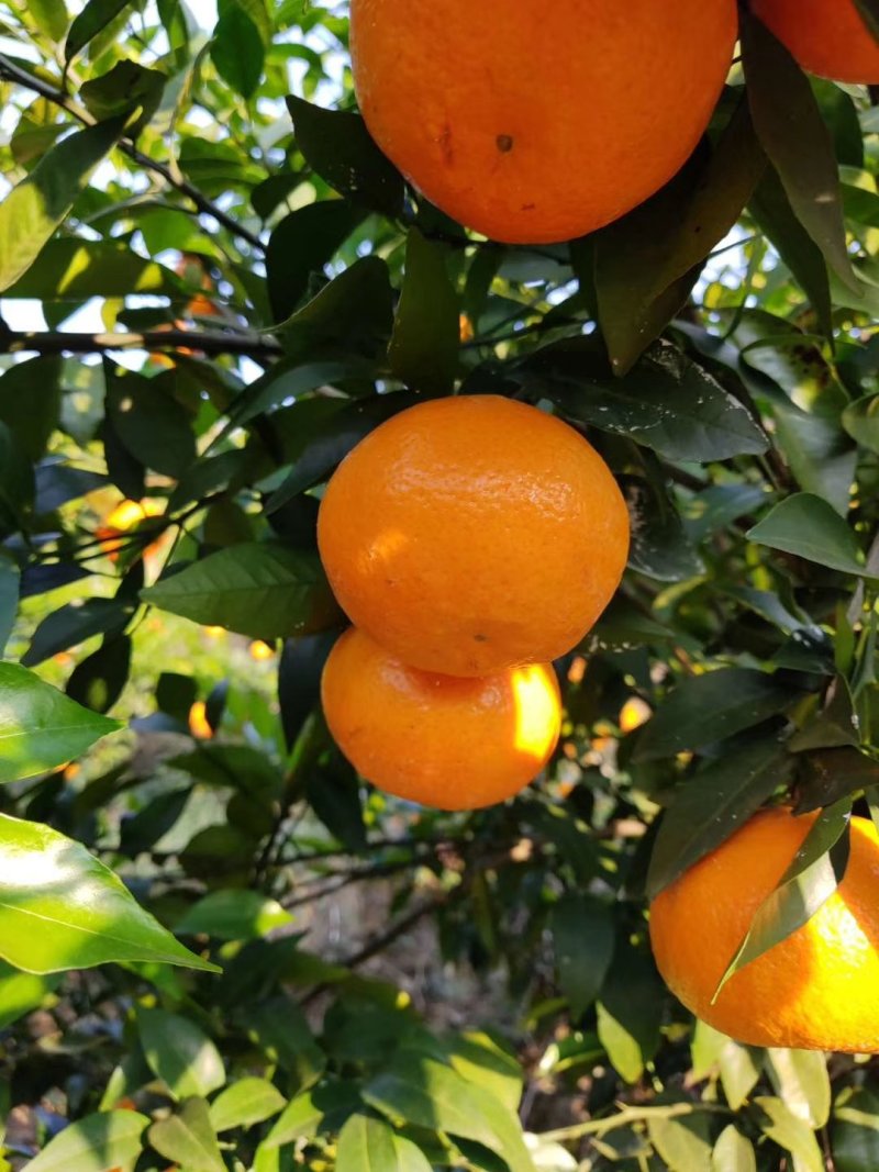 广西沃柑大量供应沃柑