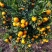 广西沃柑大量供应沃柑