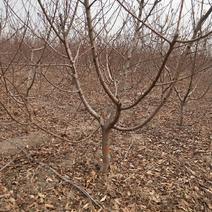 供应各种规格占地工程桃树所有苗木现起现挖，保证成活率