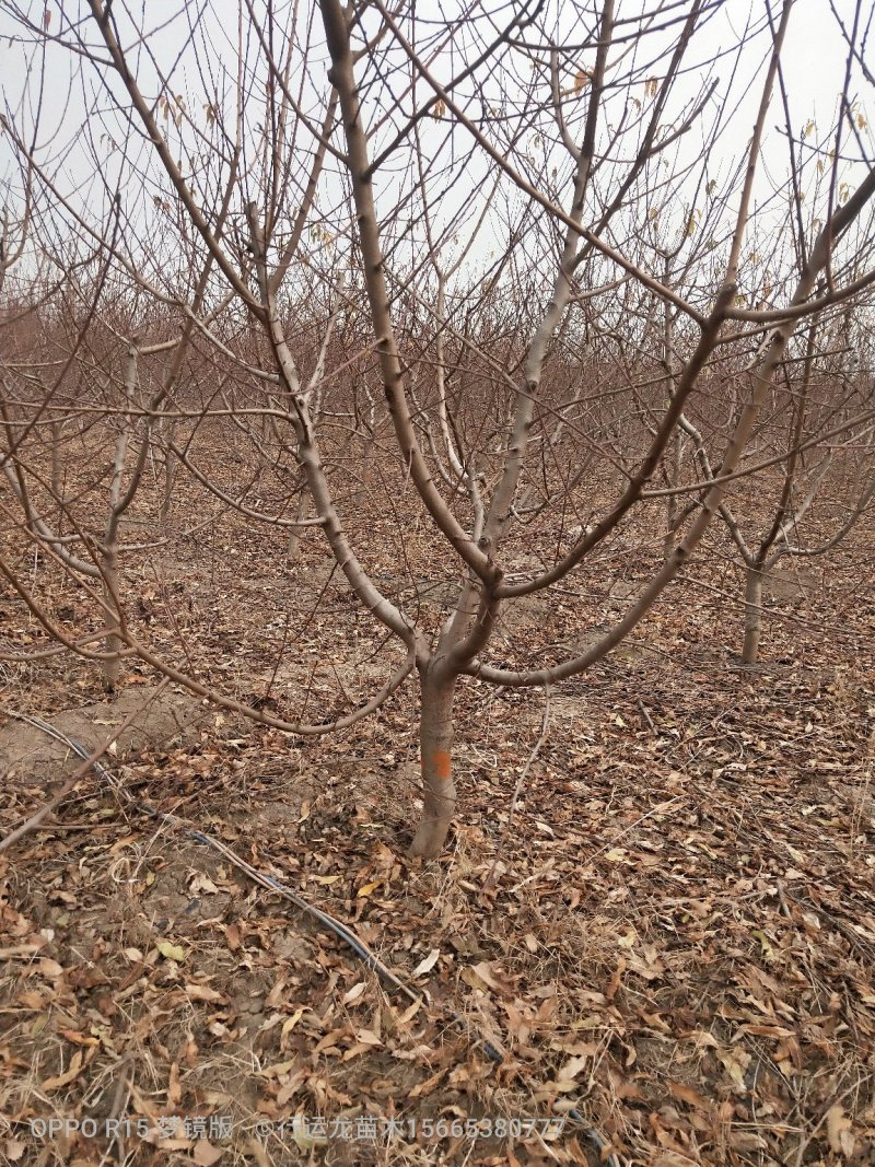 供应各种规格占地工程桃树所有苗木现起现挖，保证成活率
