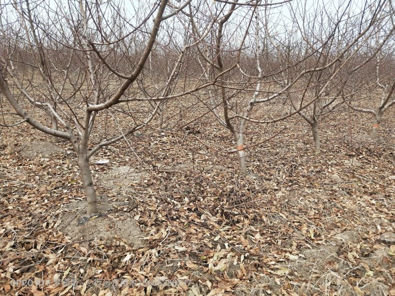 供应各种规格占地工程桃树所有苗木现起现挖，保证成活率