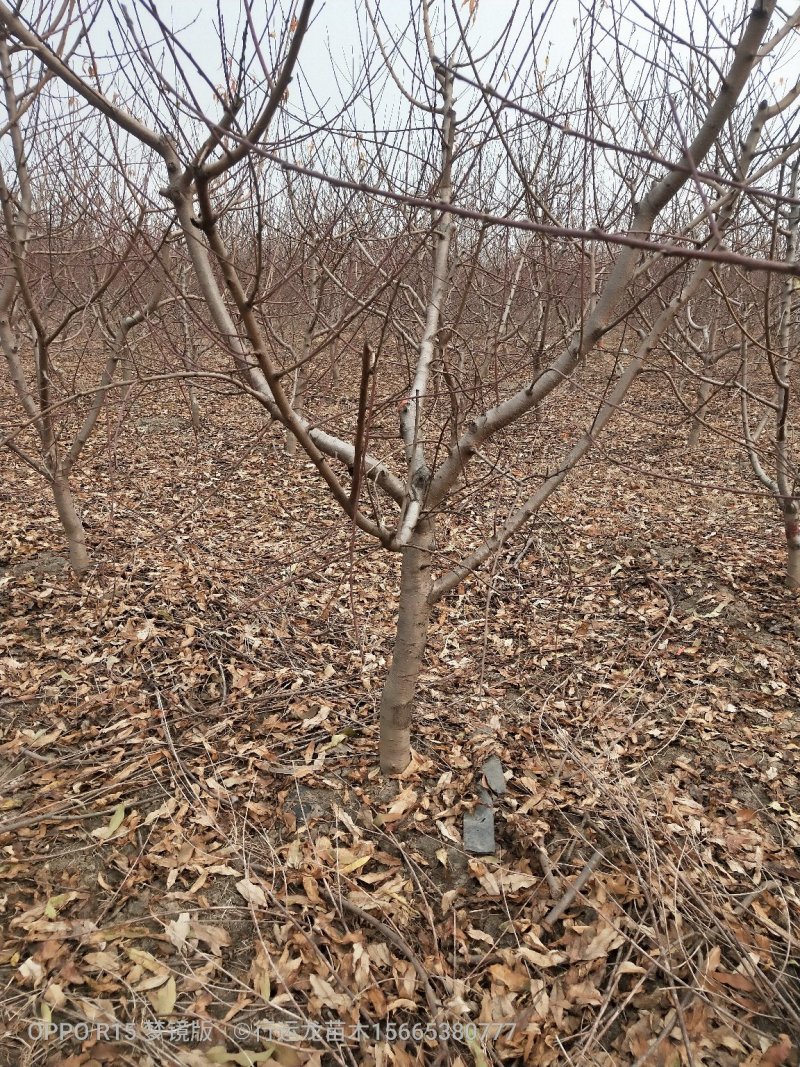 供应各种规格占地工程桃树所有苗木现起现挖，保证成活率