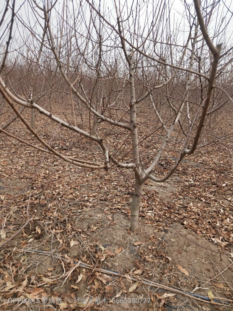 供应各种规格占地工程桃树所有苗木现起现挖，保证成活率