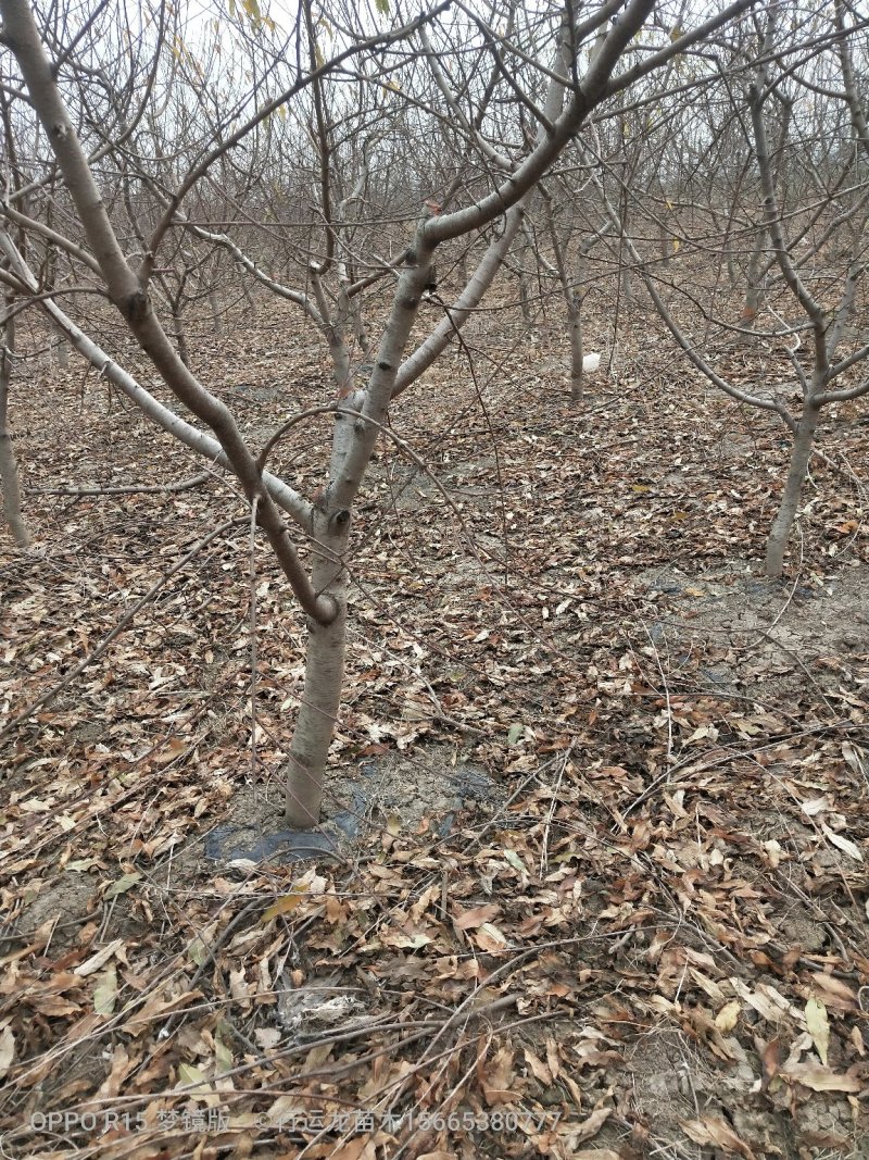 供应各种规格占地工程桃树所有苗木现起现挖，保证成活率