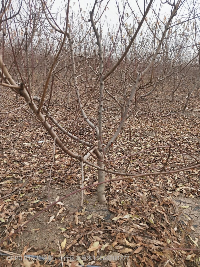 供应各种规格占地工程桃树所有苗木现起现挖，保证成活率