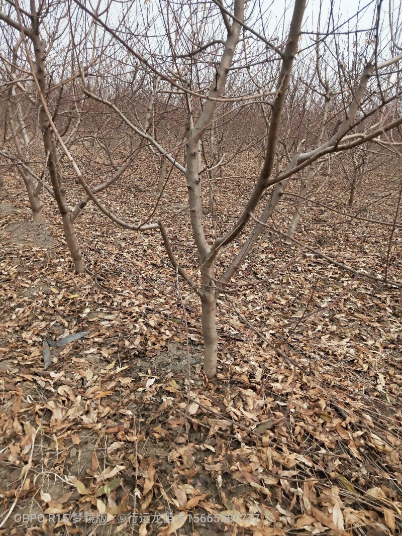 供应各种规格占地工程桃树所有苗木现起现挖，保证成活率