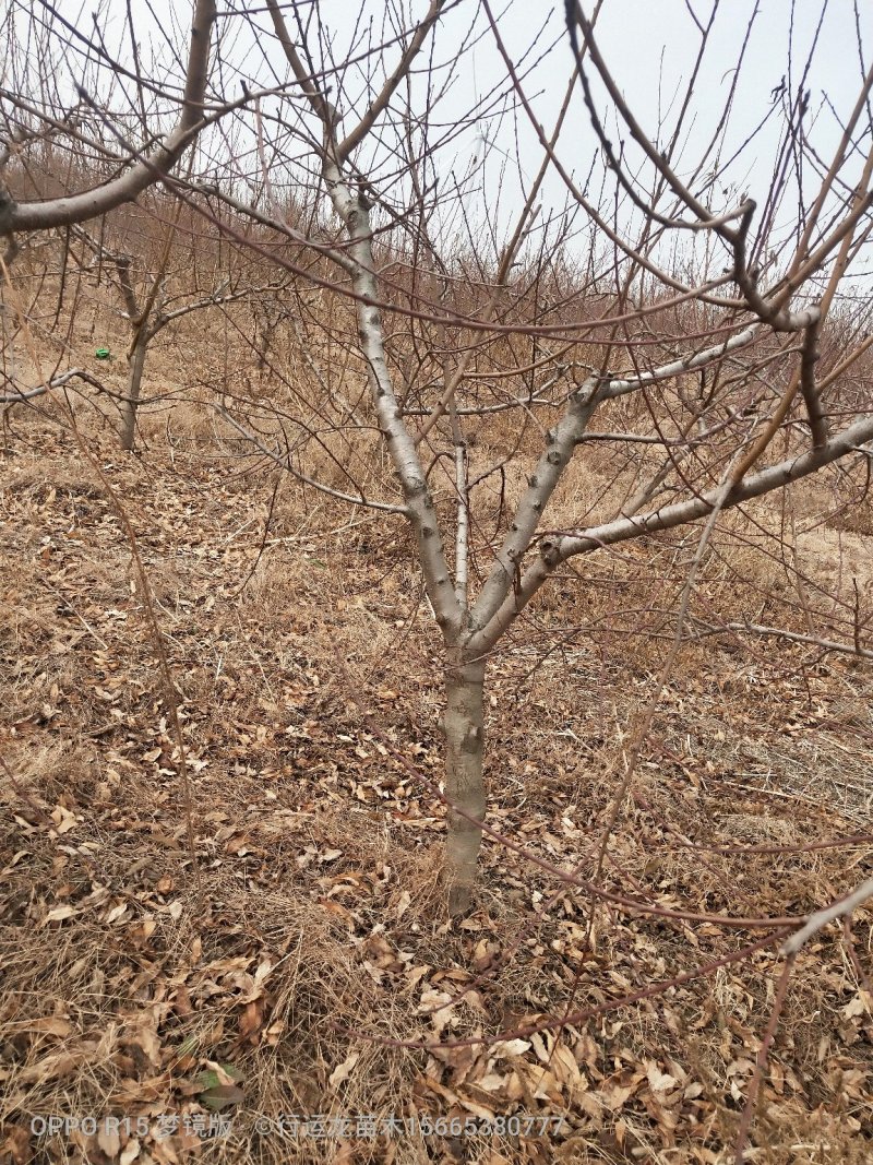 供应各种规格占地工程桃树所有苗木现起现挖，保证成活率