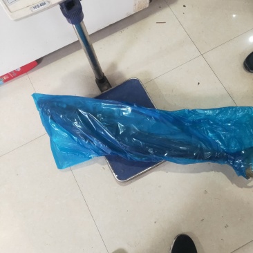 师鱼，黄金鲅，