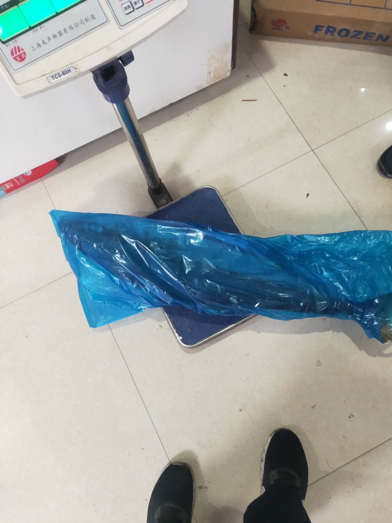 师鱼，黄金鲅，