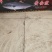 师鱼，黄金鲅，