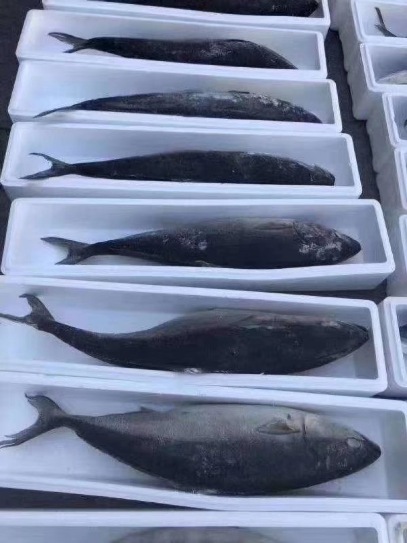 师鱼，黄金鲅，