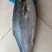 师鱼，黄金鲅，