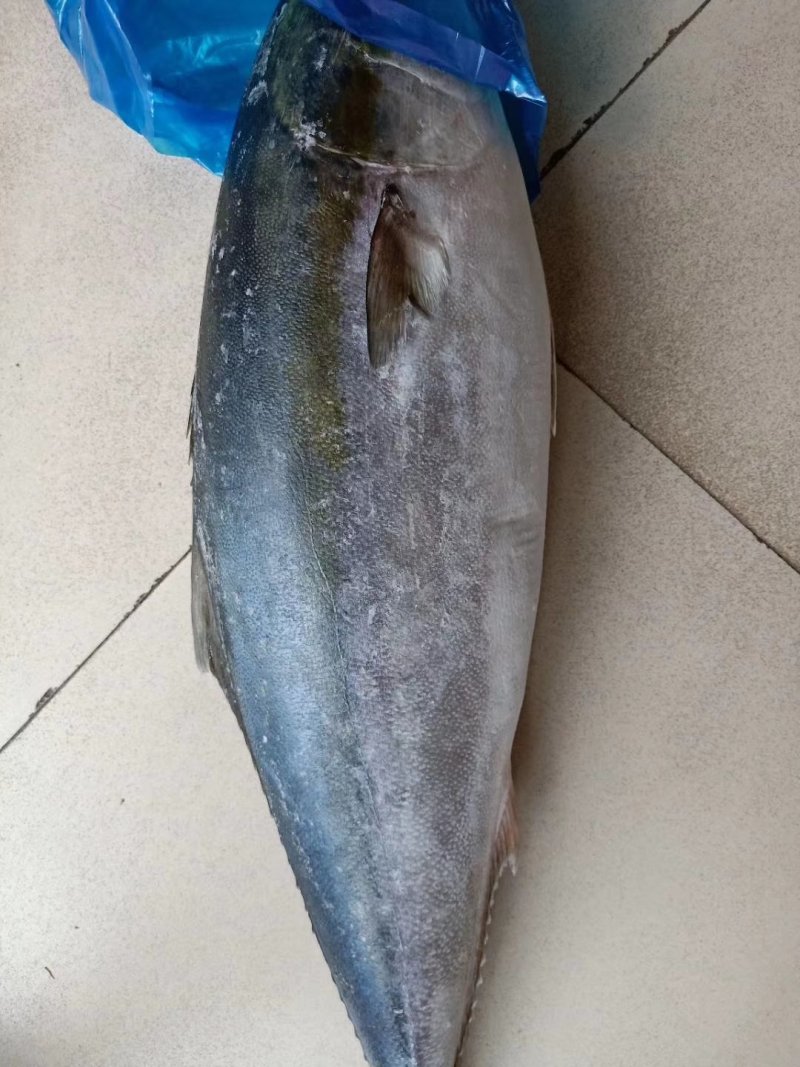 师鱼，黄金鲅，
